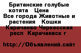 Британские голубые котята › Цена ­ 5 000 - Все города Животные и растения » Кошки   . Карачаево-Черкесская респ.,Карачаевск г.
